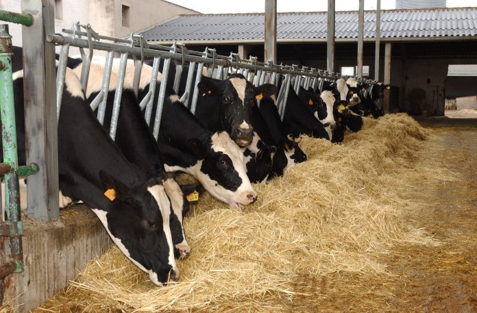 vacas sector lácteo