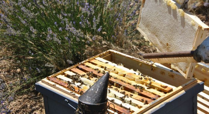 panal de abejas Montes de Valvení miel