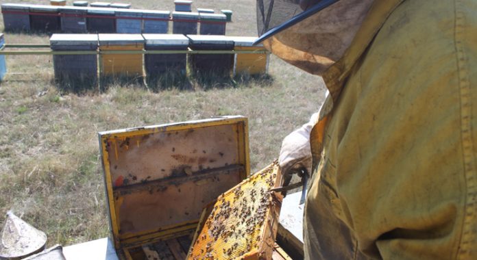 miel abejas apicultura