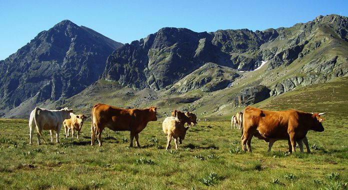 vacas Velilla Palencia