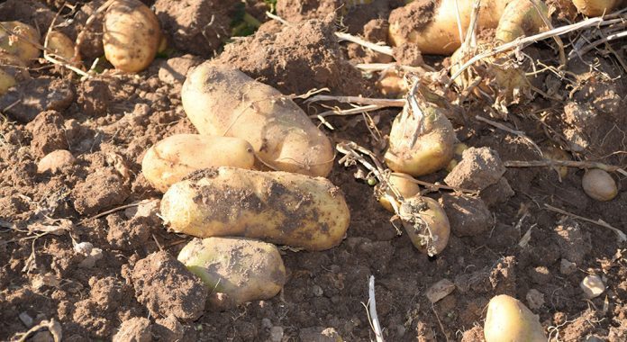 cultivo patata elcarpio valladolid