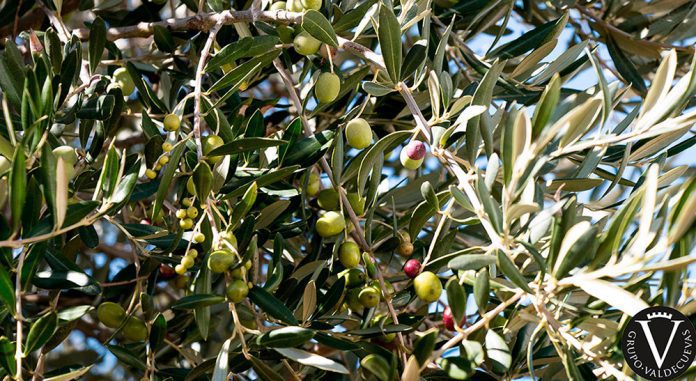 cultivo olivar valdecuevas