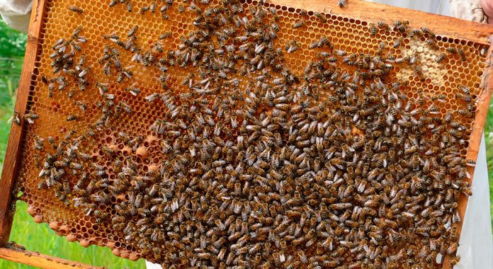 apicultura mapama