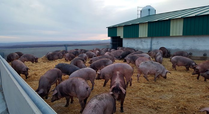granja cerdos locales fertinagro