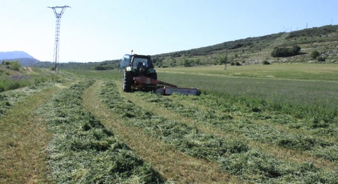 recogida alfalfa secano palencia La Ojeda Jose Luis Fraile presidente IGP Lechazo CyL