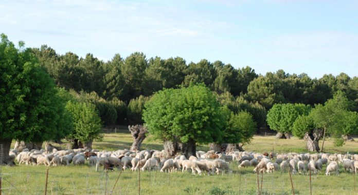 oveja castellana ecologica Caecyl