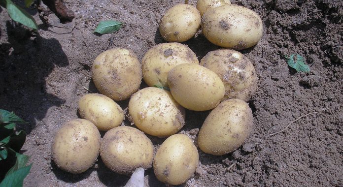 patata en Ataquines