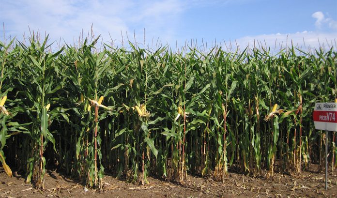maíz Pioneer