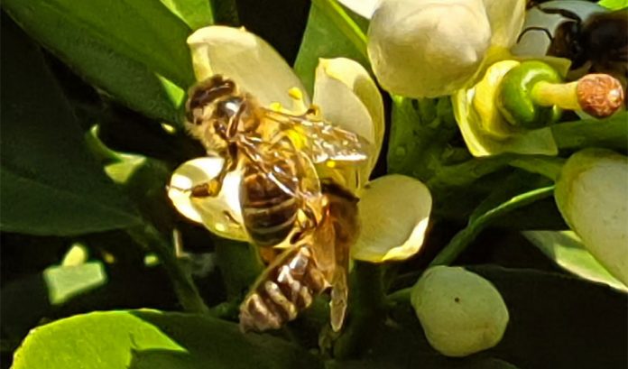 miel abejas