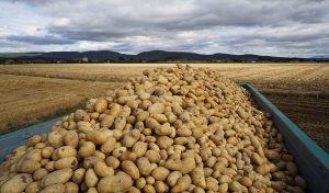 Patatas-en-campo