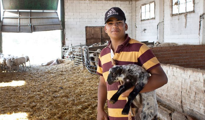 joven inmigrante ganadero oveja cordero