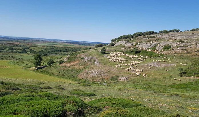 ovejas ganado la ojeda palencia paisaje, Jose Luis Fraile