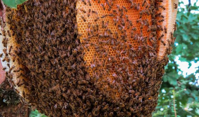 abejas apicultura
