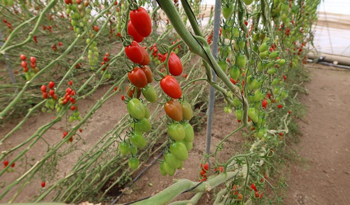 tomate fito invernadero