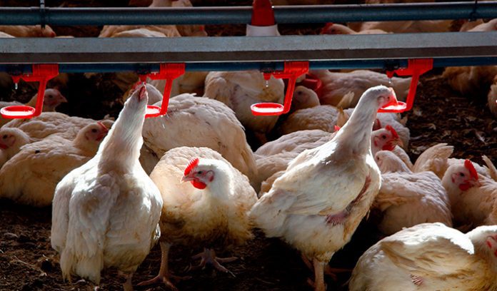 Los granjeros de pollo atraviesan desde hace varios meses una situación límite: los costes que asumen se han disparado por la brutal inflación que afecta a sus diferentes partidas. Sin embargo, el precio que perciben de las integradoras apenas ha variado. Los consumidores, por su parte, están pagando cada día un precio más alto por la carne de pollo, que además es la fuente de proteínas más consumida de España. Las organizaciones profesionales agrarias, ASAJA, COAG y UPA, se han dirigido a la patronal Avianza, que aglutina a las industrias integradoras, a las asociaciones de la gran distribución, y al Ministerio de Agricultura para exigir un cambio de actitud inmediato que asegure la supervivencia de los granjeros de pollo españoles. Las organizaciones describen la situación como “dramática”, como consecuencia del aumento de los costes de producción, tanto en el caso de la energía, los combustibles, y todas las materias primas y materiales que son necesarios para continuar con el proceso de producción. “Sin duda, son las granjas de producción las que están pagando la factura de esta crisis, junto con los consumidores, porque el precio de venta al consumidor se ha visto incrementado sin que se haya producido un reparto de este aumento a lo largo de la cadena de valor”, señalan. Las organizaciones afirman que sigue creciendo el número de titulares de granjas de producción de carne de pollo y pavo que anuncia su intención de cerrar las naves, “ya que lo único que están haciendo es acumular pérdidas y contraer deudas con sus proveedores. Es por ello que en los próximos meses existe un enorme riesgo de desabastecimiento de carne de pollo y de pavo en España”. Por todo ello ASAJA, COAG y UPA urgen a las empresas integradoras agrupadas en Avianza que realicen una revisión inmediata de sus contratos de integración, y a la vista del enorme aumento de los costes de producción, eleven los precios remunerados por los ganaderos, en cumplimiento de la Ley de Cadena alimentaria. También piden una reunión al más alto nivel, con la participación de representantes de empresas integradoras y de empresas de la distribución y OPAs, donde el Ministerio de Agricultura pueda entender la “delicada situación en la que se encuentra el sector” y actúe en consecuencia. Las OPAs envían también un mensaje a las Comunidades Autónomas, para que agilicen el pago de las ayudas directas por los efectos de la guerra de Ucrania, para dotar de cierta liquidez a las explotaciones avícolas ante la crisis que atraviesan.